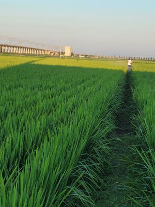 이진숙님의 8월 내 작물 자랑하기 · 참여글 작성글 사진