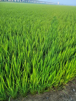 이진숙님의 8월 내 작물 자랑하기 · 참여글 작성글 사진