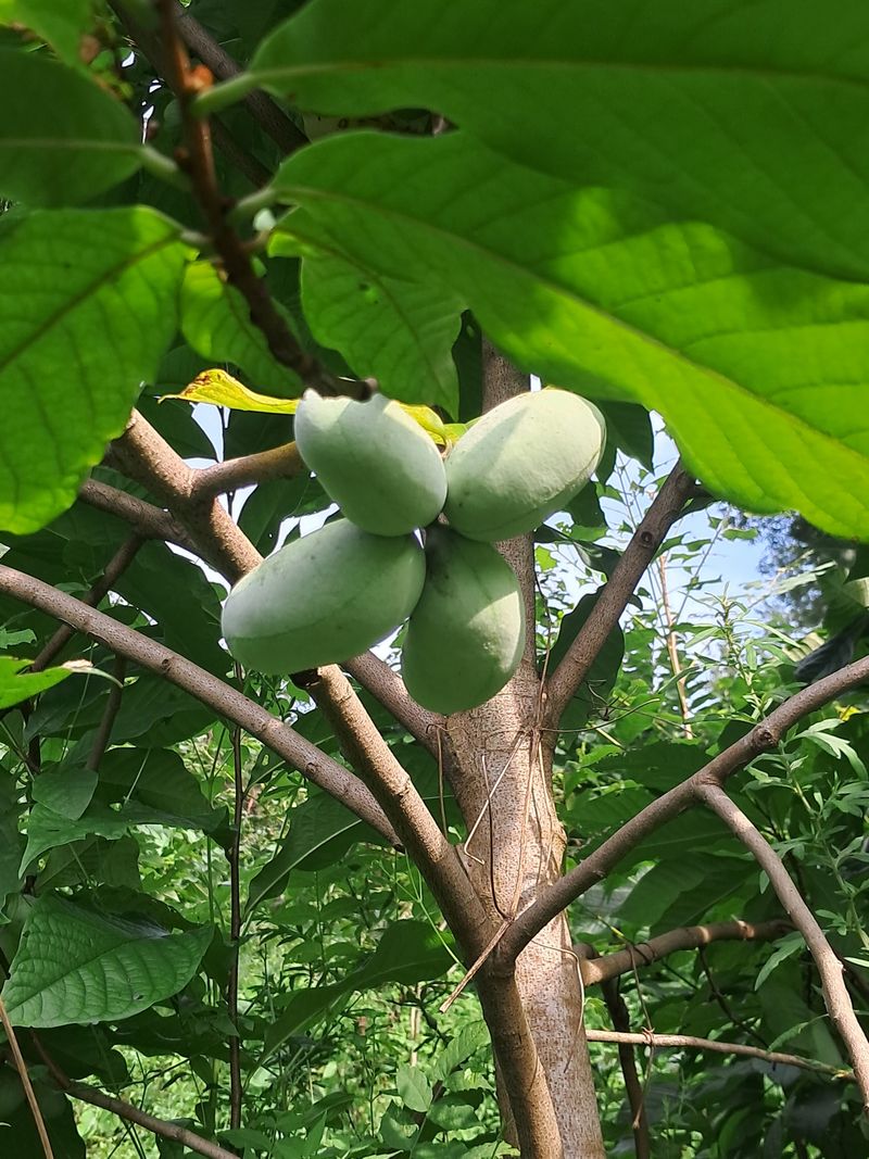 장터 상품 [포포열매 1키로] 썸네일