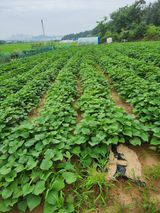 팜모닝 8월 내 작물 자랑하기·참여글 게시글 이미지