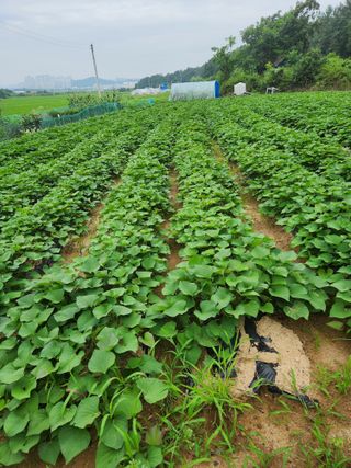 김기섭님의 8월 내 작물 자랑하기 · 참여글 작성글 사진