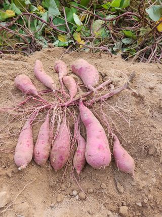 김기섭님의 8월 내 작물 자랑하기 · 참여글 작성글 사진