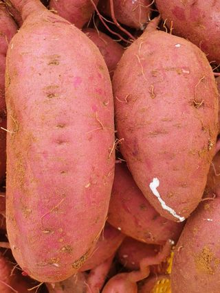 김기섭님의 8월 내 작물 자랑하기 · 참여글 작성글 사진