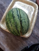 팜모닝 8월 내 작물 자랑하기·참여글 게시글 이미지