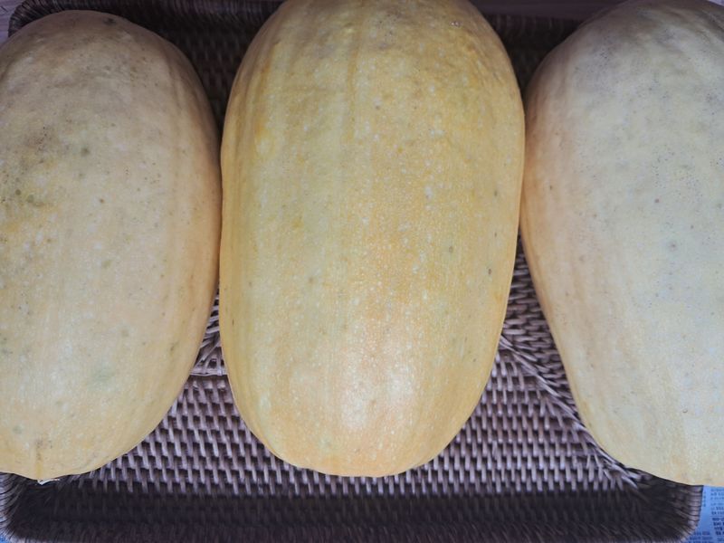 장터 상품 [국수호박 3키로] 썸네일