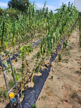 김연숙님의 참깨 · 자유게시판 작성글 사진