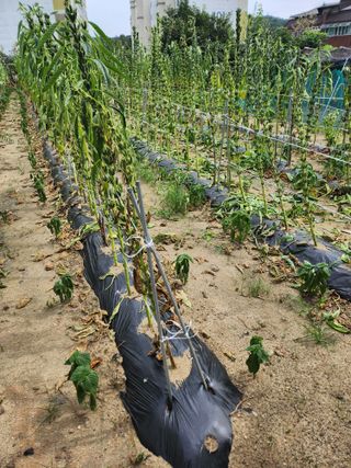 김연숙님의 참깨 · 자유게시판 작성글 사진