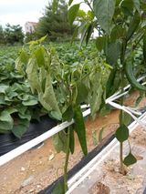 팜모닝 고추·병해충상담 게시글 이미지