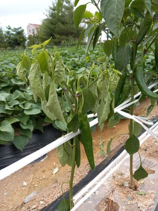 똥철이님의 고추 · 병해충상담 작성글 사진