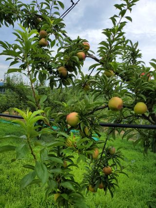 김태권님의 8월 내 작물 자랑하기 · 참여글 작성글 사진