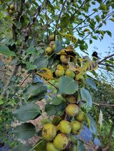 팜모닝 8월 내 작물 자랑하기·참여글 게시글 이미지