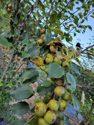 서영선님의 8월 내 작물 자랑하기 · 참여글 작성글 사진