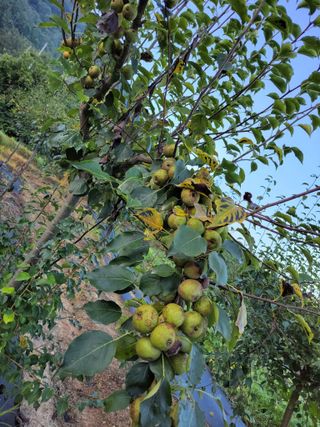 서영선님의 8월 내 작물 자랑하기 · 참여글 작성글 사진