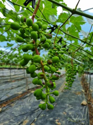 김홍숙님의 포도 · 병해충상담 작성글 사진