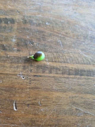 김홍숙님의 포도 · 병해충상담 작성글 사진