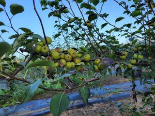 서영선님의 팜모닝 병해충 연구회 · 병해충상담 작성글 사진