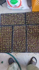 팜모닝 8월 내 작물 자랑하기·참여글 게시글 이미지