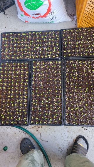 방촌대장님의 8월 내 작물 자랑하기 · 참여글 작성글 사진