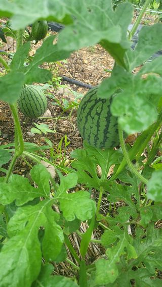 방촌대장님의 8월 내 작물 자랑하기 · 참여글 작성글 사진