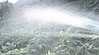 이동걸님의 8월 내 작물 자랑하기 · 참여글 작성글 사진