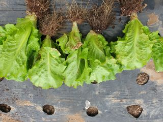 농부가체질님의 상추 · 병해충상담 작성글 사진