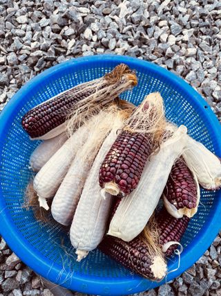 김회철님의 기타작물 · 자유게시판 작성글 사진