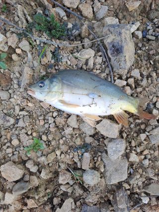 지리산자락님의 자유주제 · 자유게시판 작성글 사진