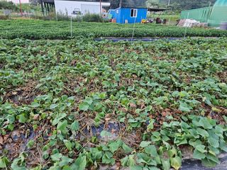 고추10614님의 고구마 · 병해충상담 작성글 사진