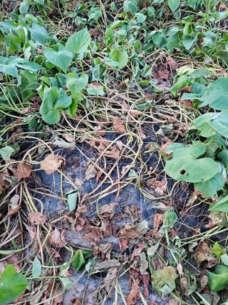 고추10614님의 고구마 · 병해충상담 작성글 사진