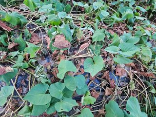고추10614님의 고구마 · 병해충상담 작성글 사진