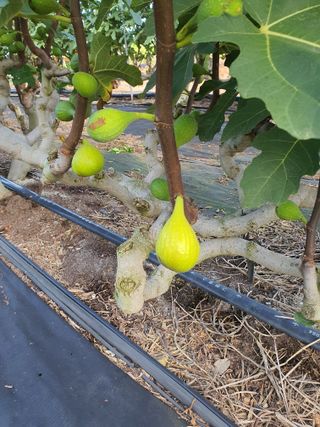 한일석(예닮무화과)님의 8월 내 작물 자랑하기 · 참여글 작성글 사진