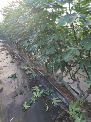 한일석(예닮무화과)님의 8월 내 작물 자랑하기 · 참여글 작성글 사진