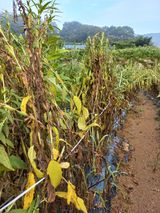팜모닝 8월 내 작물 자랑하기·참여글 게시글 이미지
