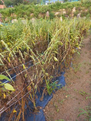 푸른이님의 8월 내 작물 자랑하기 · 참여글 작성글 사진