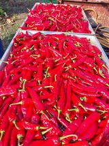 팜모닝 · 게시글 이미지