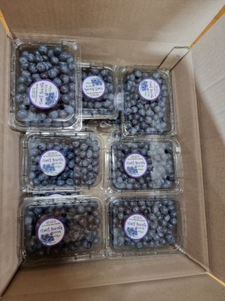 젠틀맨님의 블루베리 · 자유게시판 작성글 사진