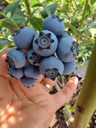 젠틀맨님의 블루베리 · 자유게시판 작성글 사진