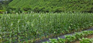 향적농원(정은상)님의 참깨 · 자유게시판 작성글 사진