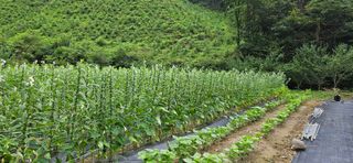 향적농원(정은상)님의 참깨 · 자유게시판 작성글 사진