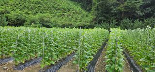 향적농원(정은상)님의 참깨 · 자유게시판 작성글 사진