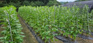 향적농원(정은상)님의 참깨 · 자유게시판 작성글 사진