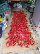 팜모닝 고추·영농일지 게시글 이미지