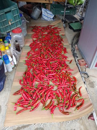 신동수님의 고추 · 영농일지 작성글 사진