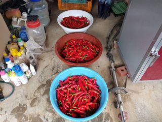 신동수님의 고추 · 영농일지 작성글 사진