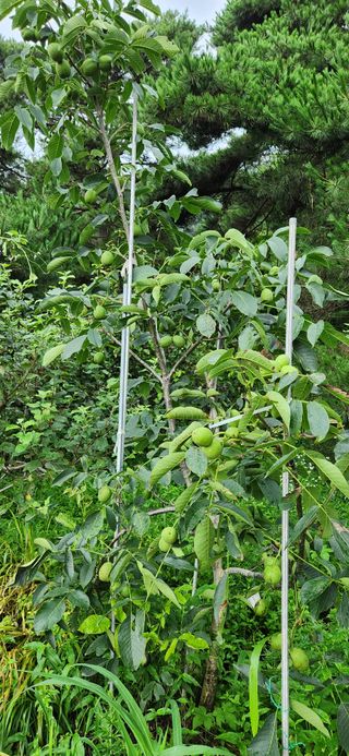 정의찬님의 8월 내 작물 자랑하기 · 참여글 작성글 사진