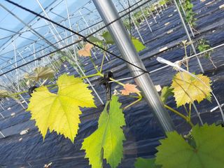 초보농사댁이0606님의 포도 · 병해충상담 작성글 사진