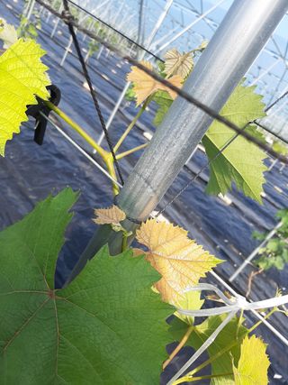 초보농사댁이0606님의 포도 · 병해충상담 작성글 사진