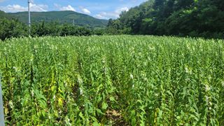 알 수 없음님의 8월 내 작물 자랑하기 · 참여글 작성글 사진