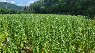 알 수 없음님의 8월 내 작물 자랑하기 · 참여글 작성글 사진