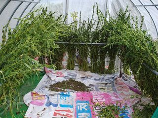 조용철님의 참깨 · 영농일지 작성글 사진